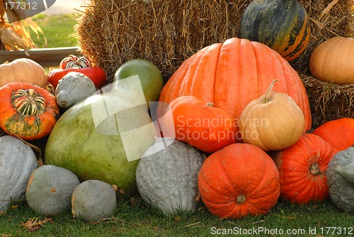 Image of Giant pumpkins and gords against hay bale