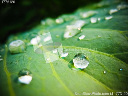 Image of Water drops on the fresh green leaf