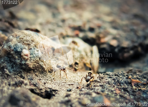 Image of Black ants