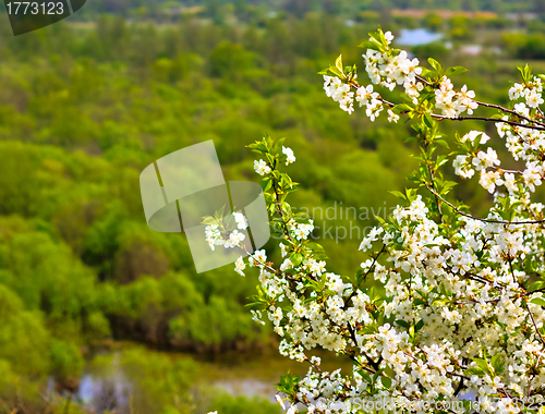 Image of Bright white an apple-tree flower 