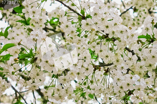 Image of Tree branch