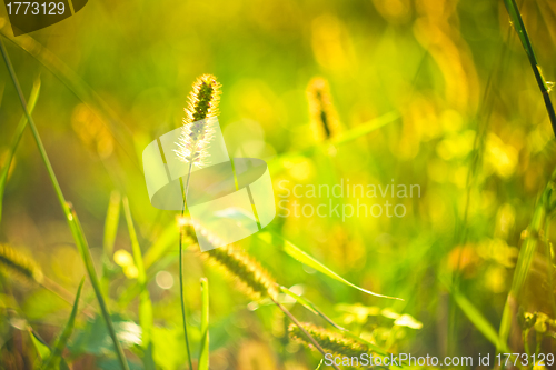 Image of Fresh grass on meadow