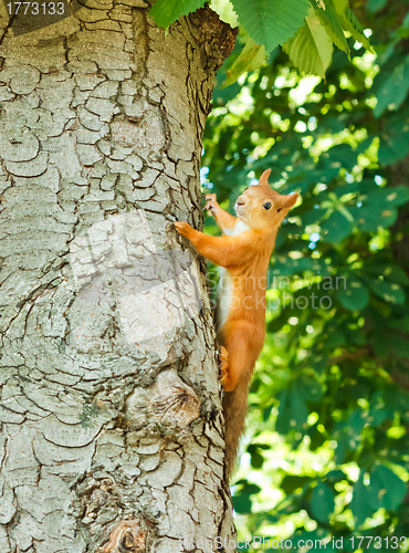 Image of squirrel on the tree