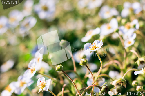 Image of strawberry flowers
