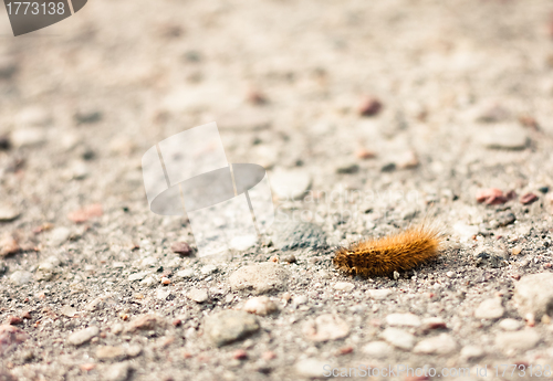 Image of Closeup of a caterpillar on the ground