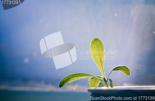 Image of green plant on blue window background