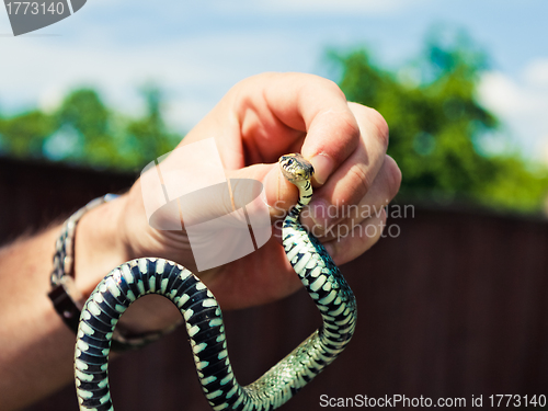 Image of Holding a Grass Snake