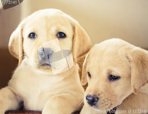 Image of Labrador retriever puppy