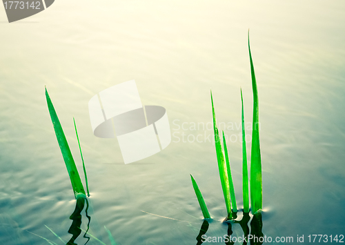 Image of Plant in water in park