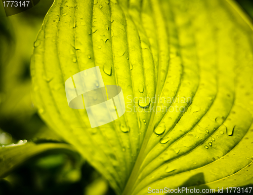 Image of Water drops on the fresh green leaf