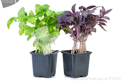 Image of Green and purple basil growing in the flowerpot