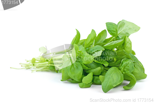 Image of Green basil