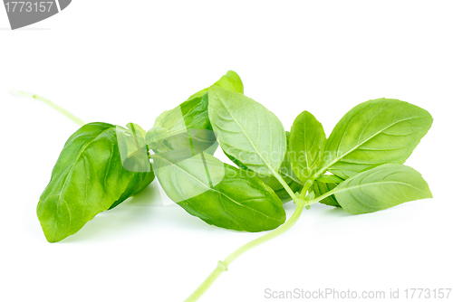 Image of Two stems of green sweet basil