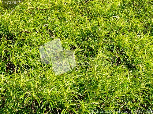 Image of Bush texture