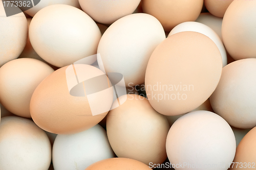 Image of Pile of chicken eggs