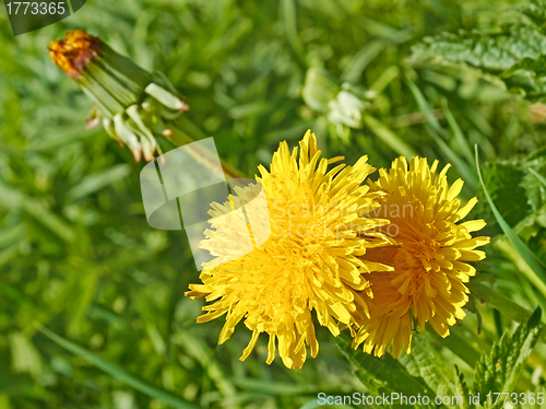 Image of Flowering dandelions