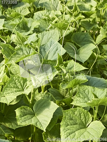 Image of Cucumber plants in greenhouse