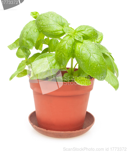 Image of Potted Basil