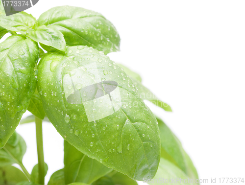 Image of Basil Leafs