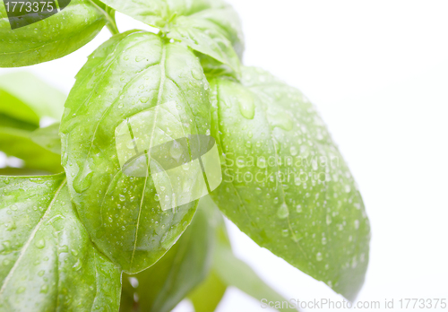 Image of Basil Leafs