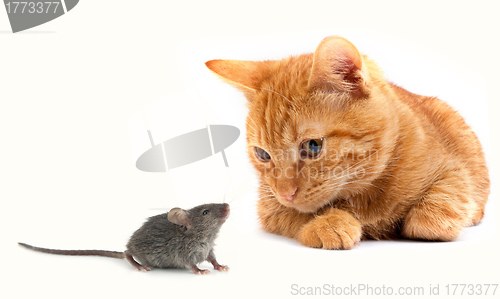 Image of Mouse and cat