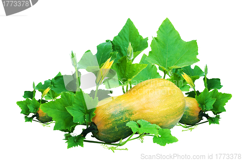 Image of Pumpkin