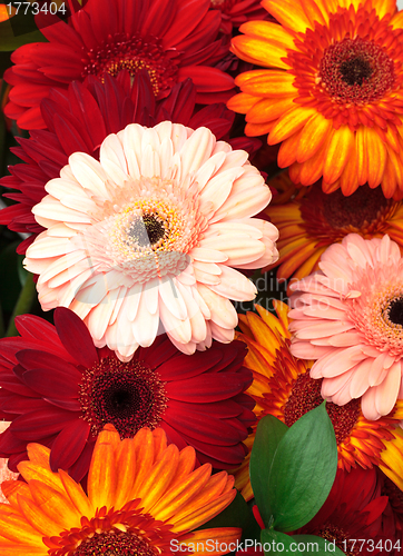 Image of Vibrant Colorful Daisy Gerbera Flowers