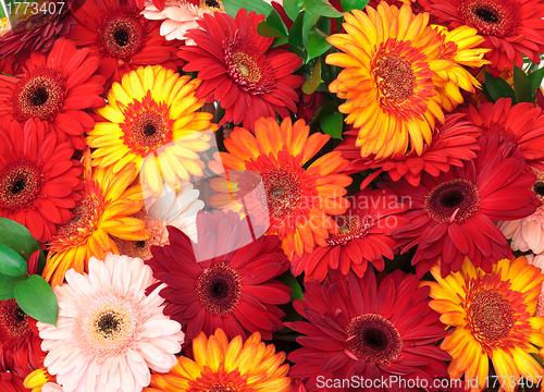 Image of Vibrant Colorful Daisy Gerbera Flowers