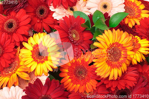 Image of Vibrant Colorful Daisy Gerbera Flowers