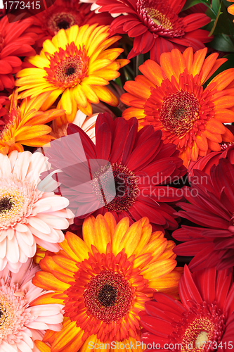 Image of Vibrant Colorful Daisy Gerbera Flowers