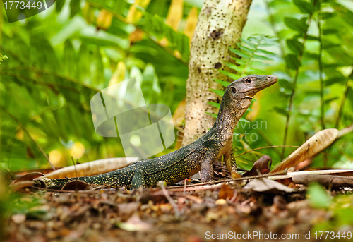 Image of goanna lizard in undergrowth