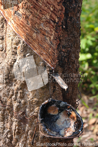 Image of bowl collecting from rubber trees