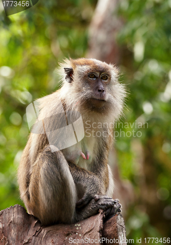 Image of macaque monkey