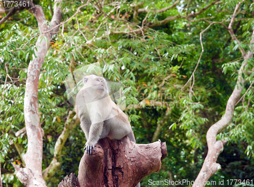 Image of macaque monkey