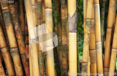 Image of tall yellow bamboo