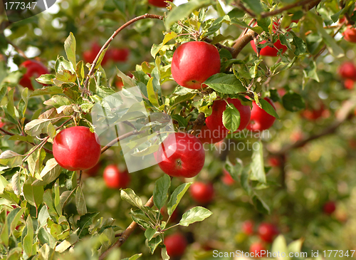 Image of Apples on tree in orchard