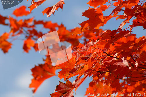 Image of Red autumn foliage against blue sky