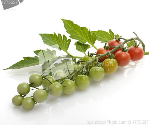 Image of Cherry Tomatoes