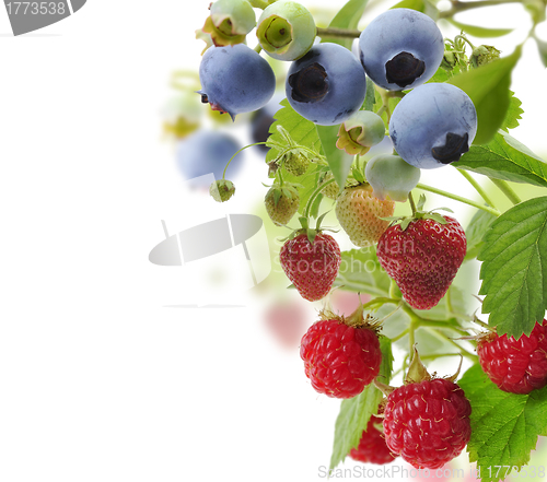 Image of Fresh Berries 