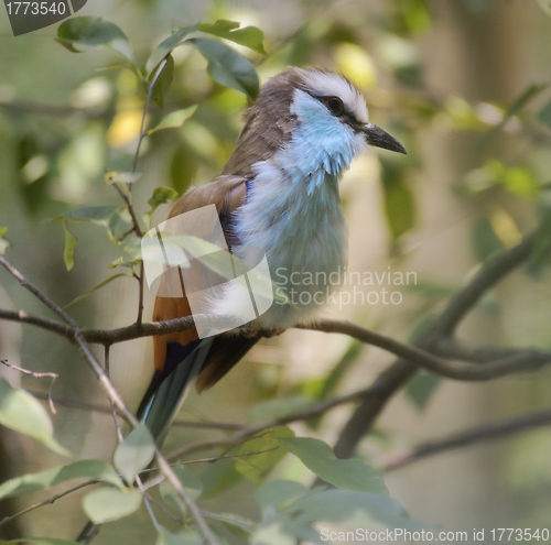 Image of  Racket Tailed Roller Bird 