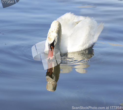 Image of White Swan