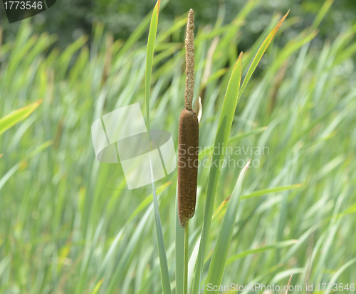 Image of Cattail Plant 