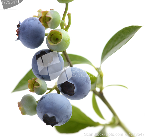 Image of Blueberries