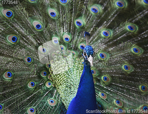 Image of Peacock