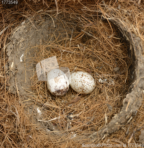 Image of Bird Eggs 