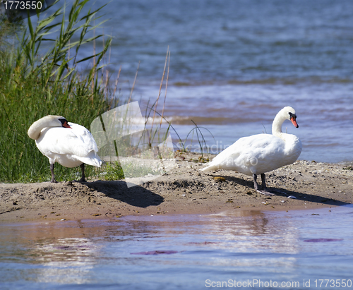 Image of Swans 