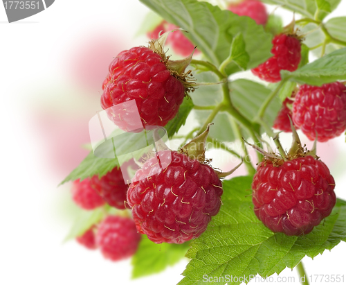 Image of Fresh Raspberry