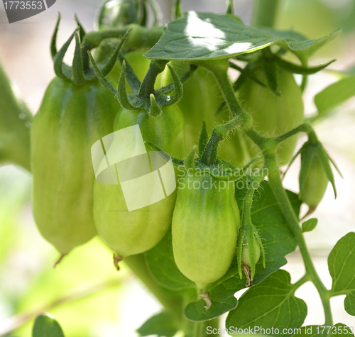 Image of Green Tomatoes