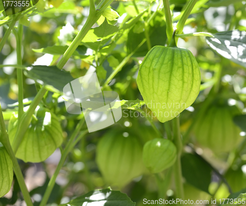 Image of Tomatillos