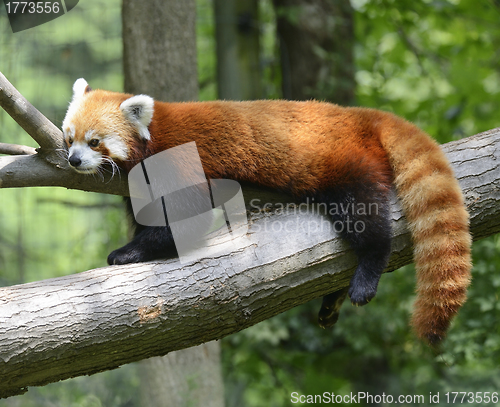 Image of Red Panda